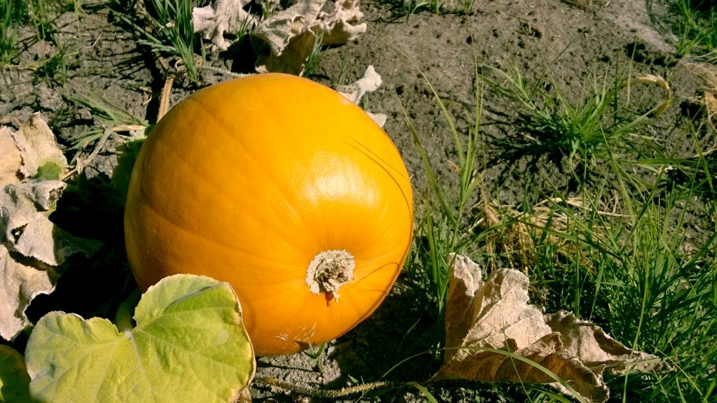 2016-last-gasp-orange-pumpkin