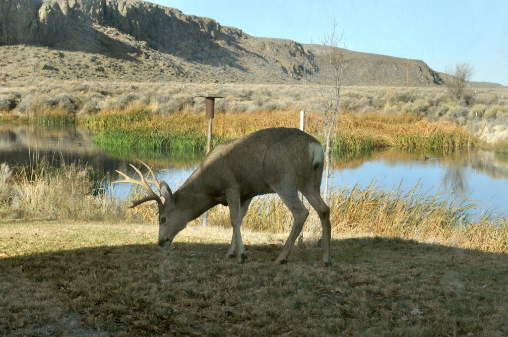 Deer Buck