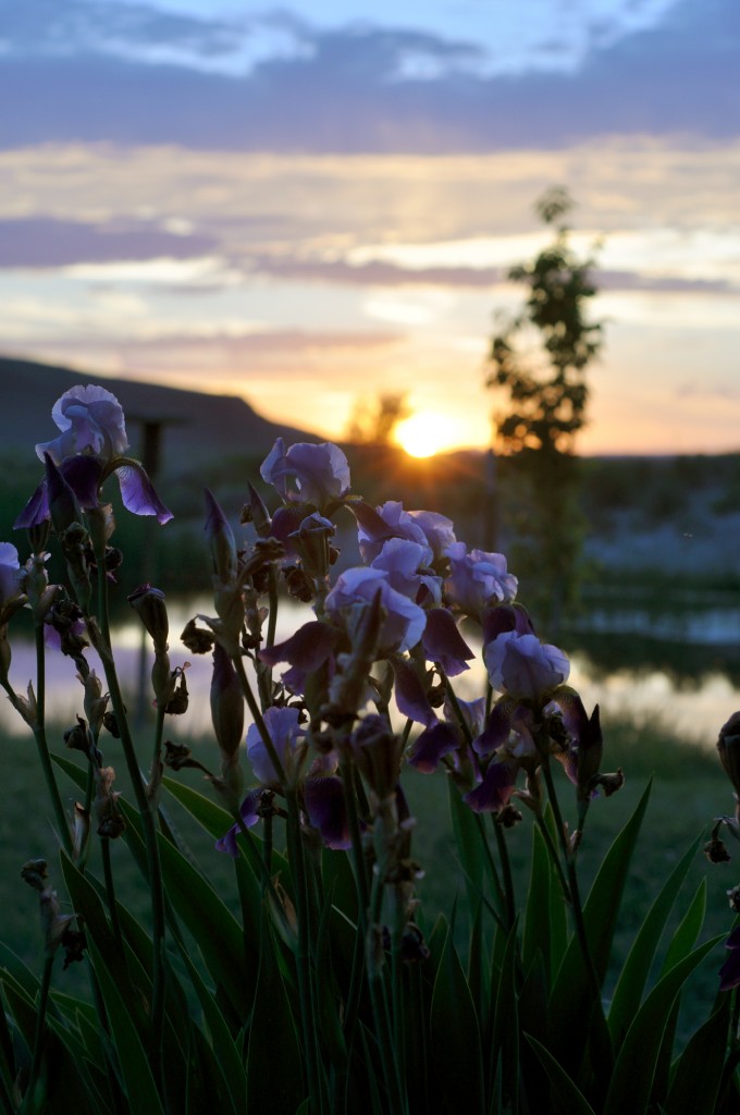 Iris sunset