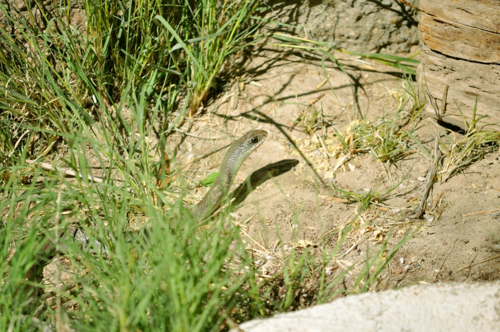 Snake in grass