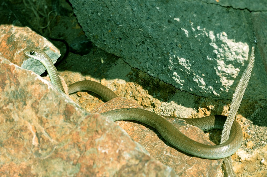 Snake on rock