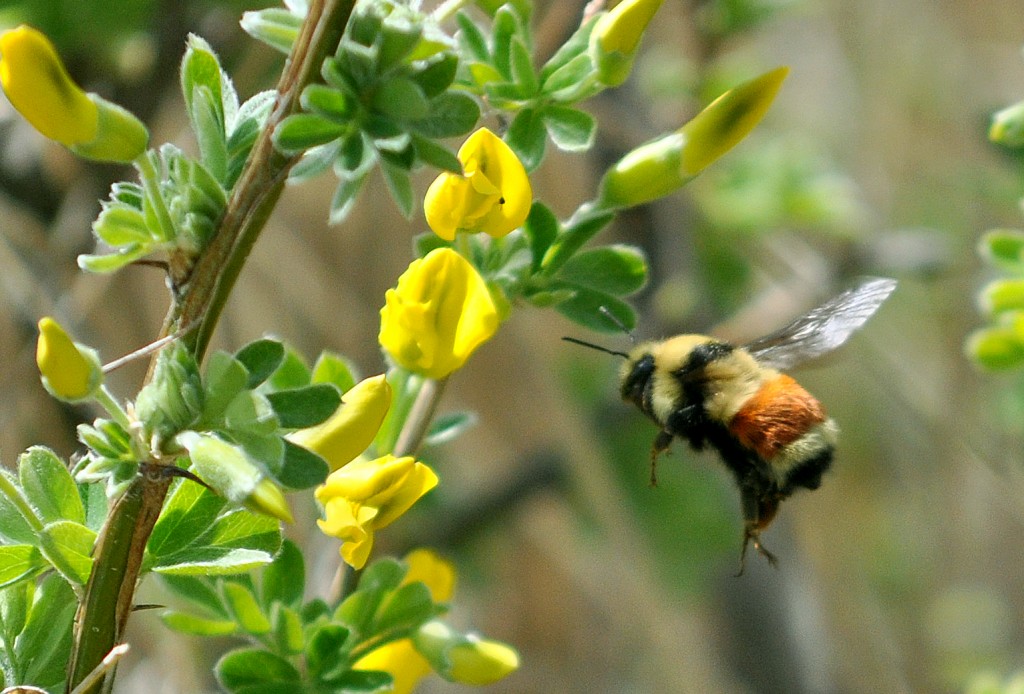 Spring Bumblebee